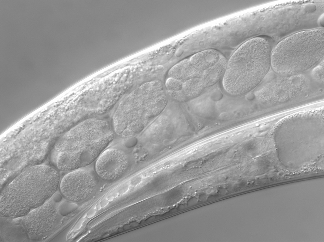 embryos